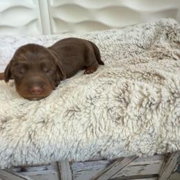 Bronco - Chocolate and tan male Dachshund puppy in Alexander, North Dakota from Wild Rose Ridge Doxies