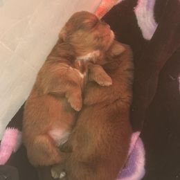 Shih Tzus from Tammy Pankau's Shih Tzu