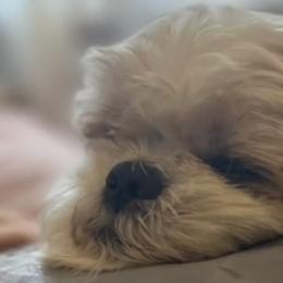 Shih Tzus from Avo Furbabies