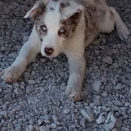 Border Collie Puppies from Bond Border Collies
