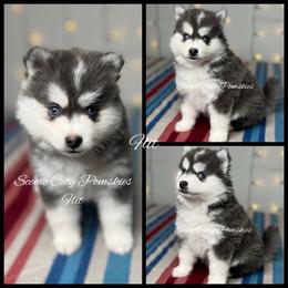 Flit - Blue female Pomsky puppy in Rossville, Georgia from Scenic City Pomskies