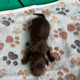 Hersey - Chocolate and tan male Dachshund puppy in Hawley, Texas from Foxy’s Dachshunds & Toy Aussies