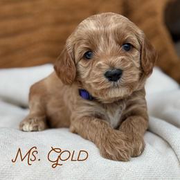 Ms. Gold - Apricot female Cavapoo puppy in Sacramento, California from Dandy Doodles Goldendoodles