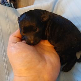 Princess Nadia - Black female Poodle puppy in North Carolina from Faithful Hearts Kennel