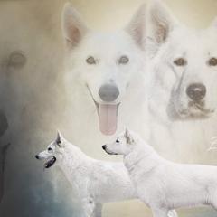 Paulina - Berger Blanc Suisse