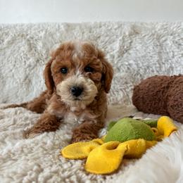 B L U E B E R R Y ... (Teddy bear 8-10 lbs) - Red  male Goldendoodle puppy in Hooper, Utah from Anchor Dogs