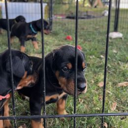 Purple - Black and rust female Doberman Pinscher puppy in Lynn, Michigan from Creekside Dobermans