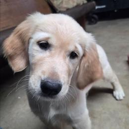 Ocean girl 1 - Light golden female Golden Retriever puppy in Niles, Michigan from Christiana Creek Goldens