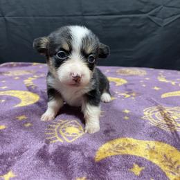 Bashful - Red female Pembroke Welsh Corgi puppy in Barstow, California from Caldwell’s Corgis of Southern California