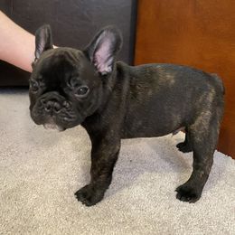 French Bulldog Puppies from Fur Royalty Frenchies