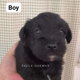 Miniature Schnauzer Puppies from Mississippi Mini Schnauzers