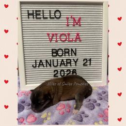 Viola - Wolf sable female Pomsky puppy in Marshall, Minnesota from Miles of Smiles Pomskies