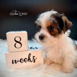 T mark-Teddy - Parti male Yorkshire Terrier puppy in Machesney Park, Illinois from Three Yorkie Family