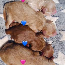 Cream - Cream female Cavapoo puppy in Harrah, Oklahoma from Sunshines Pomeranians & Cavapoos