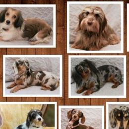 Dachshunds from McCoy’s Precious Doxies
