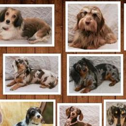 Dachshunds from McCoy’s Precious Doxies