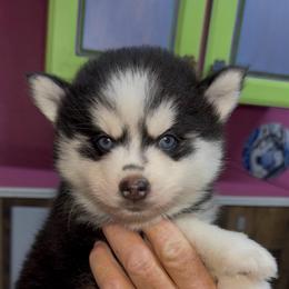Scobby - Black and white male Pomsky puppy in Spring Hill, Florida from PDQ Pomskies