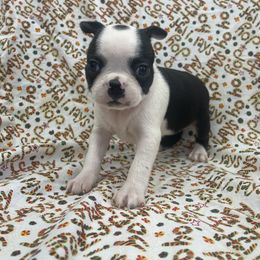 Zaria - Black and white female Boston Terrier puppy in Fillmore, Illinois from Wind Hill Puppies
