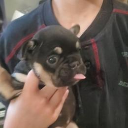 Ruby - Tricolors female French Bulldog puppy in Stockton, Missouri from Willis Family Frenchies