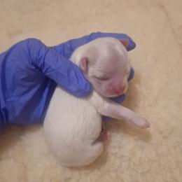 Solo puppy - Fawn and white male Chihuahua puppy in Haines City, Florida from Kassafina Kennel