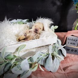 Dilute Retriever and Labradoodle Puppies from Von Bussler Labradoodles & Retrievers