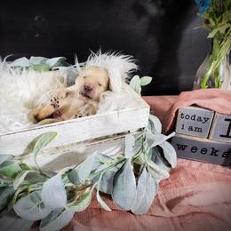Dilute Retriever and Labradoodle Puppies from Von Bussler Labradoodles & Retrievers