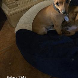 Nolan - Red male Miniature Pinscher puppy in Hinch, Missouri from Eriphos Farm Kennel