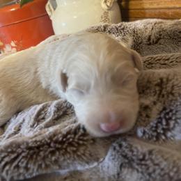 Boy 2 - Gold merle male Border Collie puppy in Lakeview, Michigan from Haven Creek Farm
