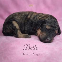 Belle - Sable female Poodle puppy in Springfield, Oregon from Valaurah Farms