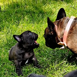 French Bulldog Puppies from Stella's Stars French Bulldogs