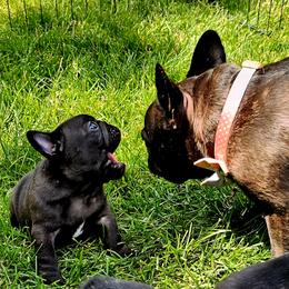 French Bulldog Puppies from Stella's Stars French Bulldogs