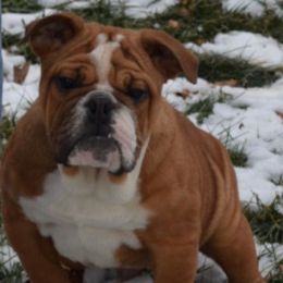 Peanut - Fawn male Bulldog puppy in Clarinda, Iowa from Stimson Bulldogs