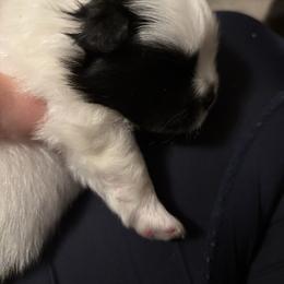 Fendi - Black parti male Pomeranian puppy in Rockford, Alabama from Wickedly Cute Puppies