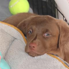 Chesapeake Bay Retriever Puppies from Colorado River Retrievers