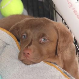 Chesapeake Bay Retriever Puppies from Colorado River Retrievers