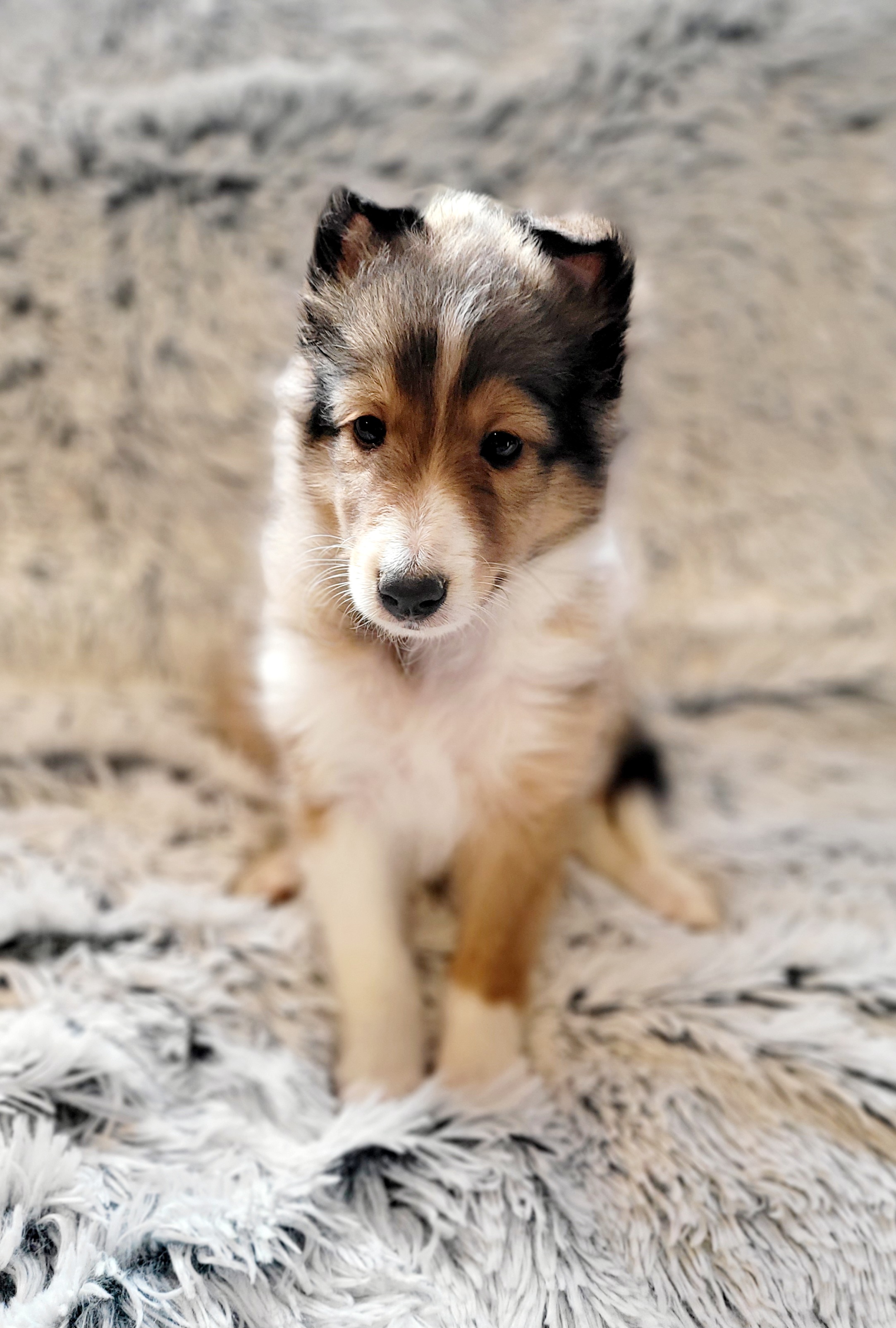 Shetland Sheepdog Puppies from Hope's Heart Shelties