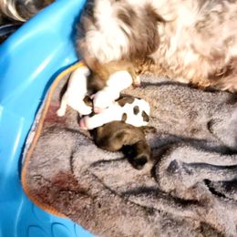 Pup 1 - White male Havanese puppy in Cuba, Missouri from Bouncy Bubbly Havanese