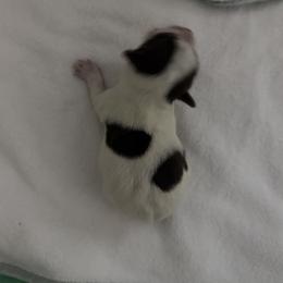 Stefan AKC - Chocolate, tan and white male Yorkshire Terrier puppy in Labelle, Florida from Chocolate and Parti Yorkies in Florida