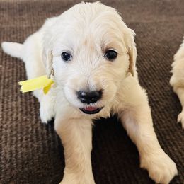 3rd choice female - Light golden female Golden Retriever puppy in Decatur, Indiana from Golden Bundles