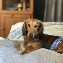 Mr RD Picklepants - Dachshund