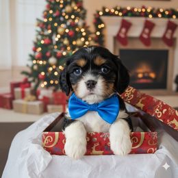 Boy 2 - Black and tan male Cavalier King Charles Spaniel puppy in Wahiawa, Hawaii from Versatile Ohana