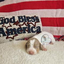 Dean Isabella pie male - Fawn (isabella) and tan male Dachshund puppy in Herald, California from Bluegum Dachshunds