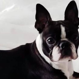 Boston Terriers and Boxers from Highridge Boxers and Bostons