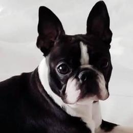 Boston Terriers and Boxers from Highridge Boxers and Bostons