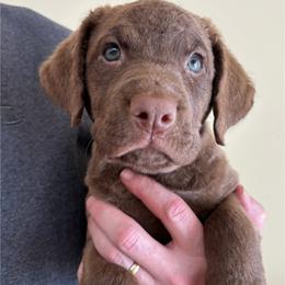 Purple girl - Light brown female Chesapeake Bay Retriever puppy in Davison, Michigan from Marshpoint Gun Dogs