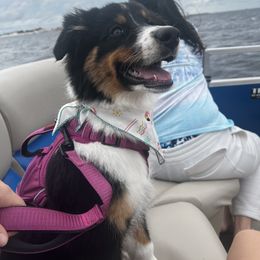 Australian Shepherd Puppies from Ace of Spades Australian Shepherds