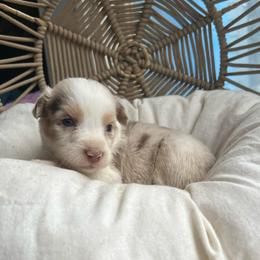 Merry - Red merle female Australian Shepherd puppy in Grants Pass, Oregon from Carmel Mountain Aussies