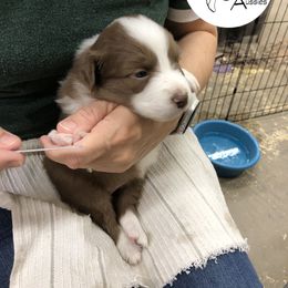 Australian Shepherd Puppies from Cedarville Aussies