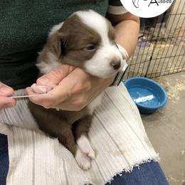Australian Shepherd Puppies from Cedarville Aussies