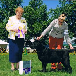 Labrador Retriever Puppies from Endless Mt. Labradors